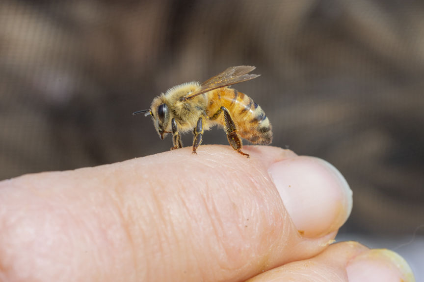 23-6-2020-WEB-Beekeeper-Hiveology.jpg