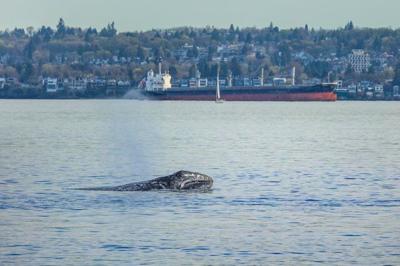 Grey whale 'Little Patch' mesmerizes, sparks connection in Metro Vancouver