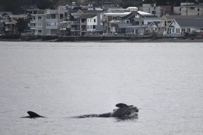 'She has lost someone dear': Professor hopes orca's 'grief swim' spurs ethics rethink