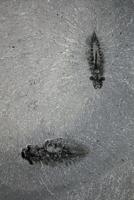 Fossils of ancient predators with three eyes shed light on evolution of insects