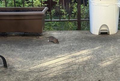 Rat complaints on the rise in Montreal as critics demand city take action