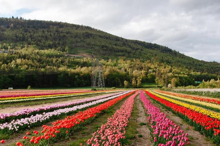 North Okanagan's Bloom Tulip Festival Returns This May