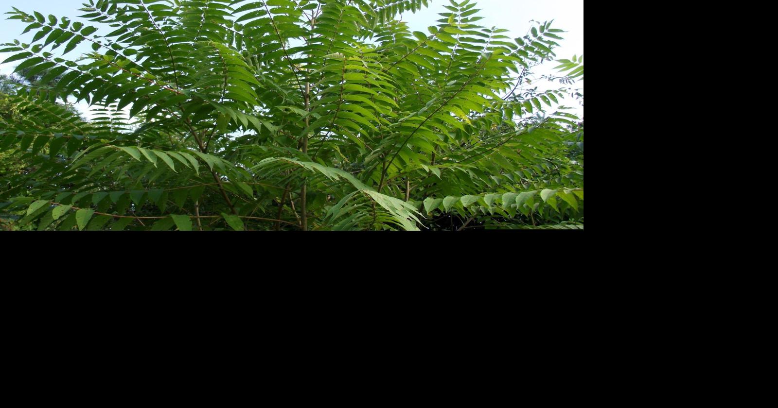Remove this smelly noxious weed and get a free tree | News ...