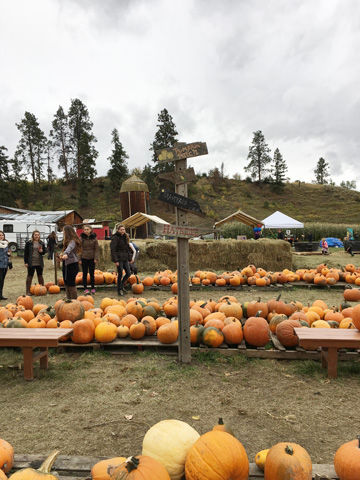 mcmillan pumpkin patch