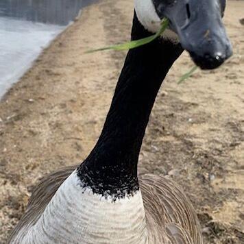 Kevin the Goose helped make Dave a better person - Vimarsana News