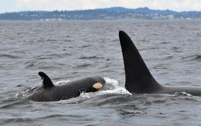 Scientists map recovery for endangered orcas off British Columbia's coast