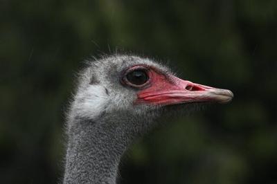 Judge refuses to allow more avian flu tests on ostriches at B.C. farm