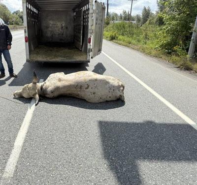 Loose bull forces highway closure in Abbotsford, ѻý