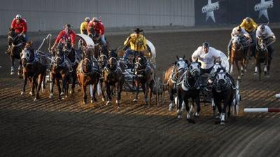 Horse euthanized after injury during chuckwagon race at Calgary Stampede