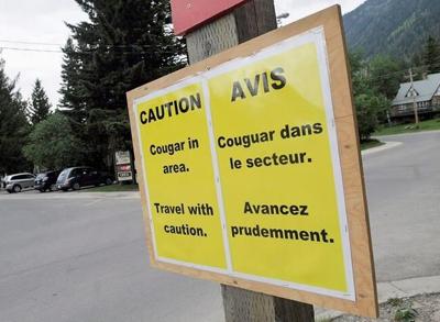 Tiny Protection Island, off Nanaimo, ѻý, wary as large cougar moves in