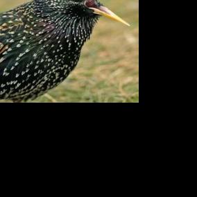 Starling control program extended to protect Valley farms