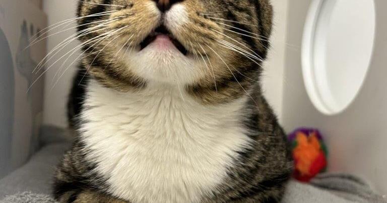 BC-SPCA launches strategic plan | News BC-SPCA launches strategic plan | News