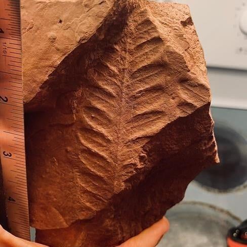 Land before dinosaurs: Fossils from Permian era exposed in P.E.I. after Fiona storm - Vimarsana News