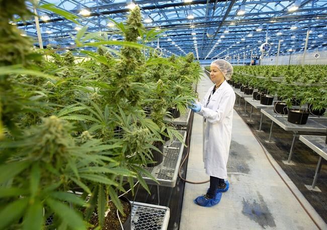 Cannabis company Hexo regains compliance with Nasdaq's minimum bid price requirement