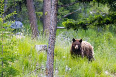 okanagan bear