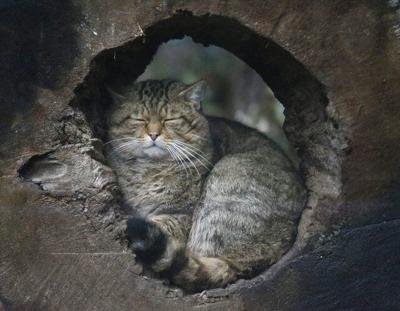 B.C. seeks to claw back future ownership and breeding of exotic cats