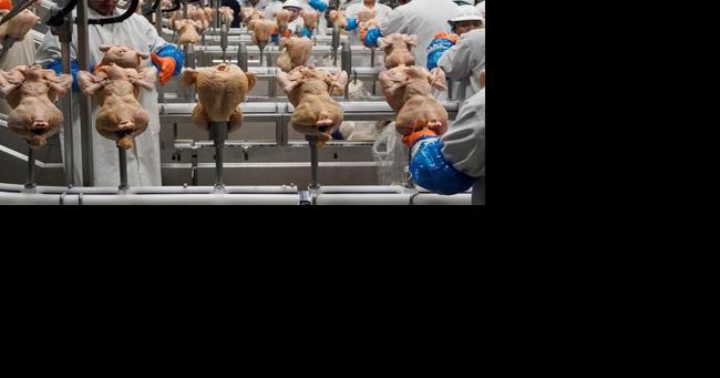 Food industry groups object to proposed B.C. chicken price increase - Vimarsana News