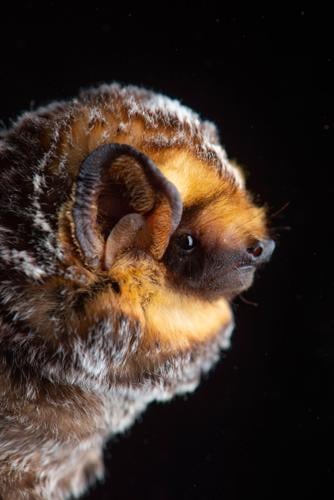 Increase in bat activity in Okanagan is linked to bat pups learning to fly  - Oliver/Osoyoos News 