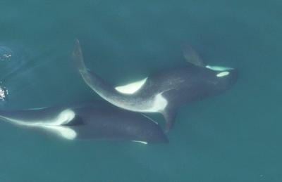 Orcas use kelp tools to groom and bond off B.C.'s coast, study suggests