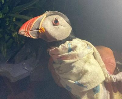 Hey old bird: A 33-year-old puffin on New Brunswick island going strong, with a chick