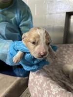 Mother and six pups  surrender to BC-SPCA