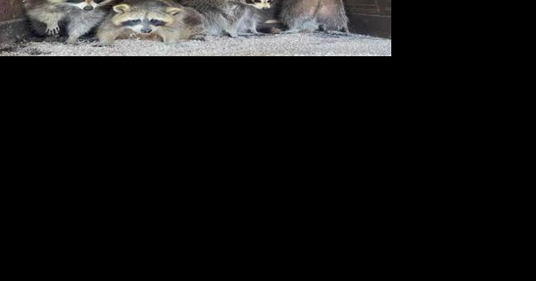 Ontario euthanizes 84 raccoons and accuses rehabber of mistreating animals - Vimarsana News