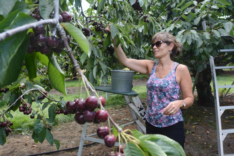 Okanagan tradition picking cherries Gallery kelownadailycourier.ca