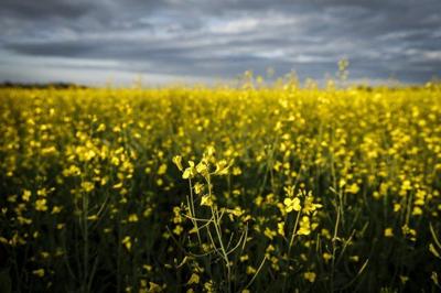 CP NewsAlert: China announces 75.8 per cent tariffs on Canadian canola