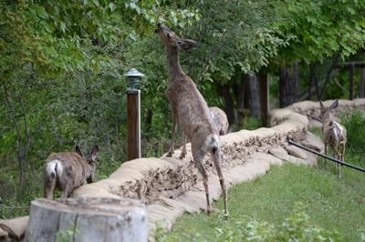 Deer attack in southeastern B.C. leaves woman cut, battered and bruised