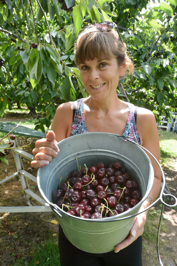 Okanagan tradition picking cherries Gallery kelownadailycourier.ca