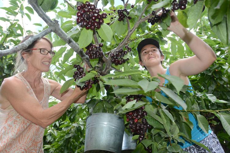 Okanagan tradition picking cherries Gallery kelownadailycourier.ca