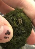 ѻý conservation officers find invasive mussel in aquarium moss in retail stores