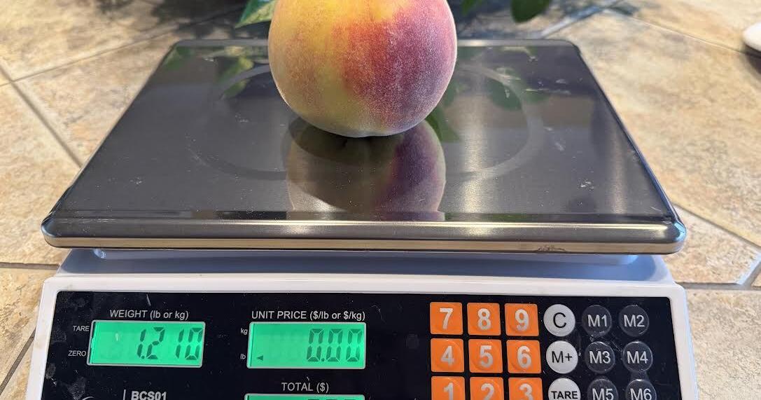 Challenge on to find the Okanagan's plumpest peach