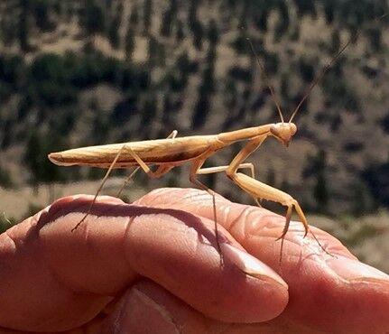praying kelownadailycourier hiker penticton mantis landed campbell