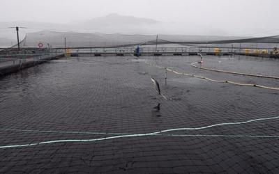 Eliminating ѻý's open-net fish farms would cost billions, report says