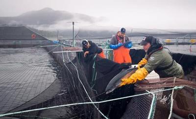 B.C. fish farm licences renewed outside Discovery Islands until at least spring 2023