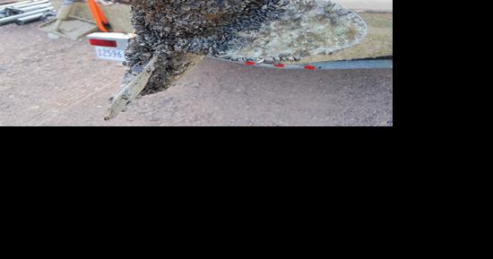Mussel invasion may be inevitable, Lake Country councillor says - Vimarsana News