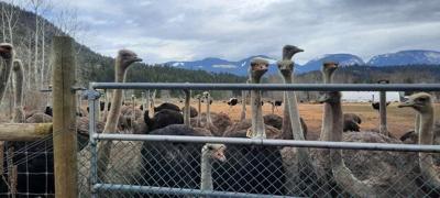 Rural ѻý officials receive 'gratitude' over landfill resolution before ostrich cull