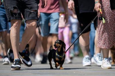 Wiener wonderland: Hundreds of dachshunds chase record in Hungary