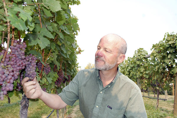 No smoky-flavoured wines expected in this harvest | Local Business ...