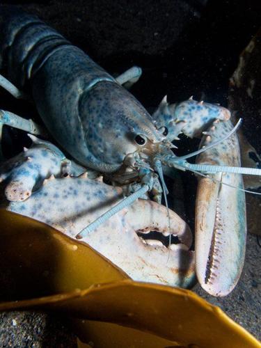 Pair of rare, multicoloured lobsters new summer stars of Dartmouth ocean centre