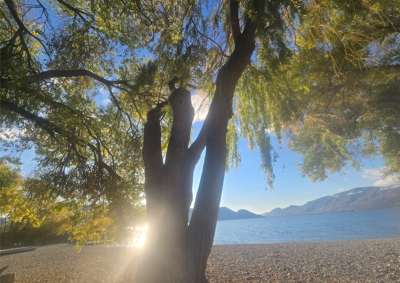 Beach trees