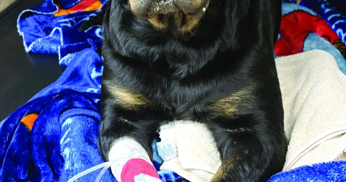 Urgent Veterinary Care for Advanced Infection