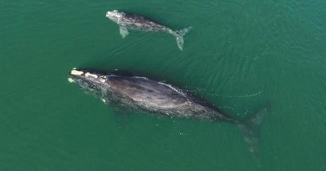 Endangered North Atlantic right whales lose three of 19 calves this season - Vimarsana News