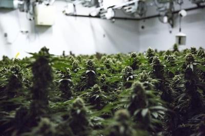 Pot sector wants packaging changes, financial relief from Cannabis Act review