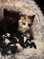 Curious Peachland pooch rescues two kittens