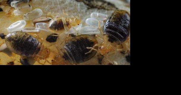 Researchers have break-thru in controlling bed bugs - Vimarsana News