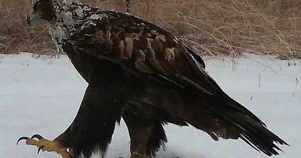 Bernheim eagle migrates to Alaska