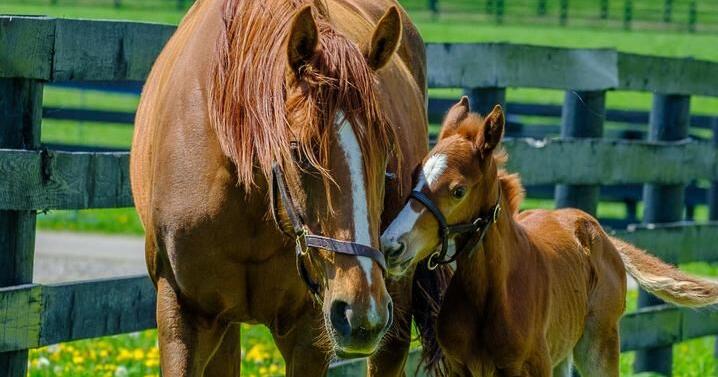 UK receives equine grants totaling $1.8 million
