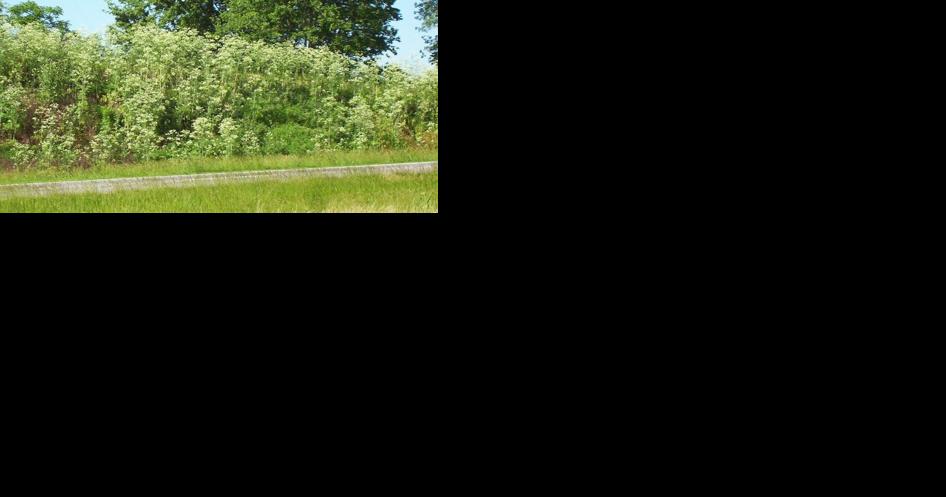 Road crews will be spraying for weeds soon - Vimarsana News